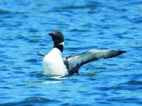 Common Loon stretching wings out behind it in blue water.